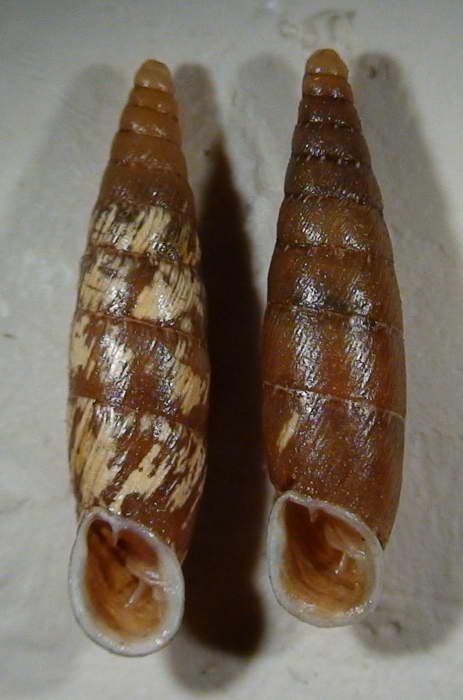 Siciliaria (Stigmatica) kobeltiana (Kster, 1876) ?